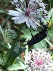 Pedostrangalia pubescens