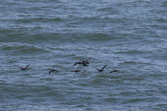 Phalacrocorax neglectus