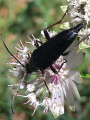 Pedostrangalia pubescens