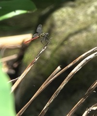 Onychothemis abnormis