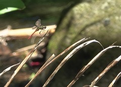 Onychothemis abnormis