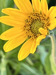 Wyethia angustifolia