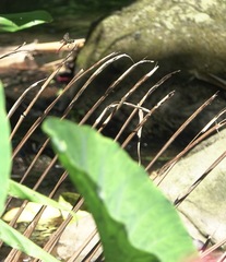 Onychothemis abnormis