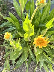 Wyethia angustifolia