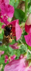 Megachile ericetorum