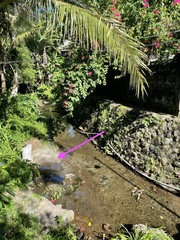 Paragomphus balneorum