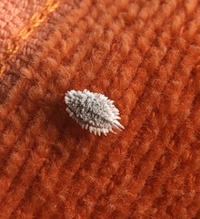 Maconellicoccus hirsutus