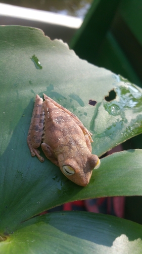 Boana calcarata