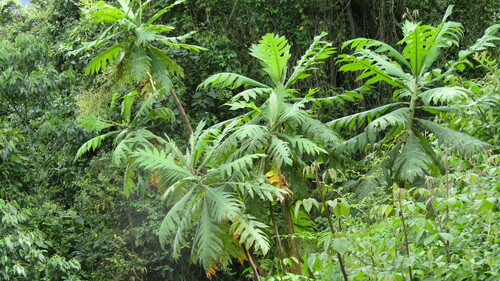Parrotweed (Bocconia frutescens)