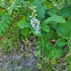 Delphinium carolinianum virescens