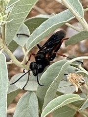 Sphex ashmeadi