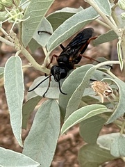 Sphex ashmeadi