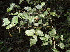 Indigofera natalensis
