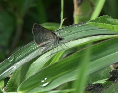 Aeromachus plumbeola