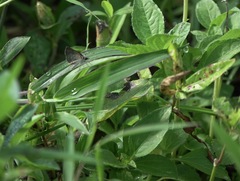 Aeromachus plumbeola