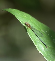 Pseudagrion pilidorsum