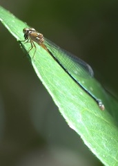 Pseudagrion pilidorsum