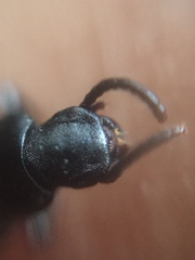 Hyperops