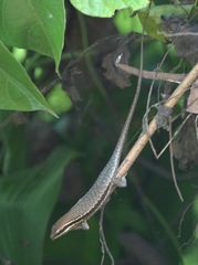 Eutropis lapulapu