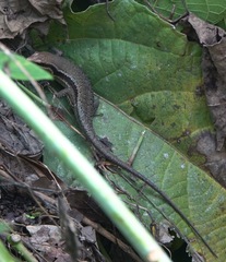 Eutropis lapulapu