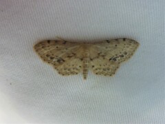 Idaea dimidiata