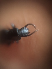 Hyperops