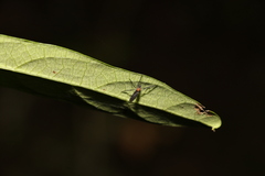 Plecia dimidiata