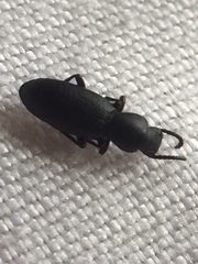Hyperops