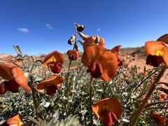 Swainsona stipularis