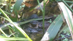 Melanosuchus niger