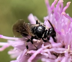 Hylaeus