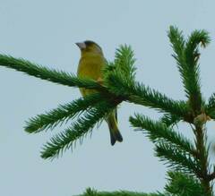 Chloris chloris