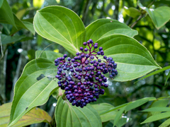 Medinilla speciosa