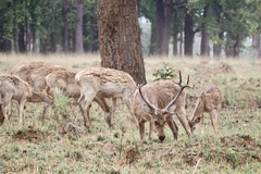 Rucervus duvaucelii branderi