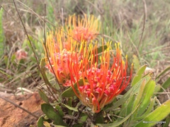 Leucospermum gerrardii image