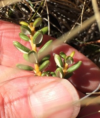 Olearia cymbifolia