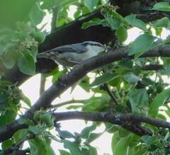 Sitta europaea