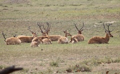 Rucervus duvaucelii branderi