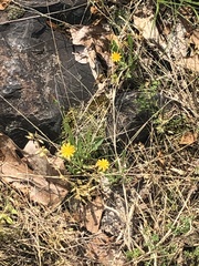 Krigia virginica