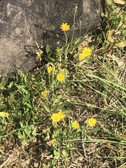 Krigia virginica