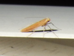 Caloptilia invariabilis