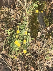 Krigia virginica