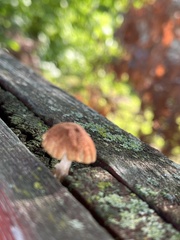 Heliocybe