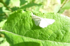 Idaea pallidata