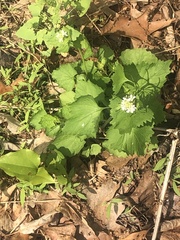 Alliaria petiolata