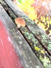 Heliocybe