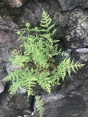 Woodsia obtusa