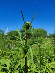 Cephalaria litvinovii