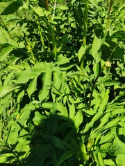 Cephalaria litvinovii