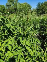 Cephalaria litvinovii